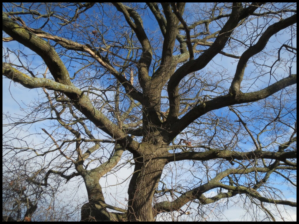 photo d'un chêne sur fond de ciel bleu